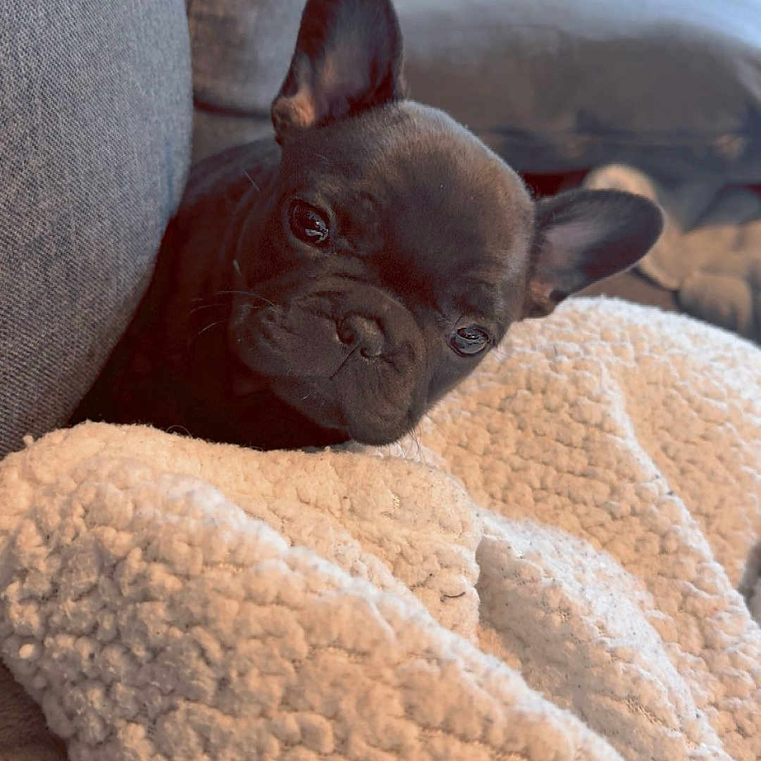 Naya participe au concours pour gagner de l'argent avec cette photo : animal, black_dog, blanket, closeup, companion, couch, cozy, curious, cute, dog, ears, french_bulldog, fur, home, indoor, pet, puppy, relaxing, snug, soft_texture
