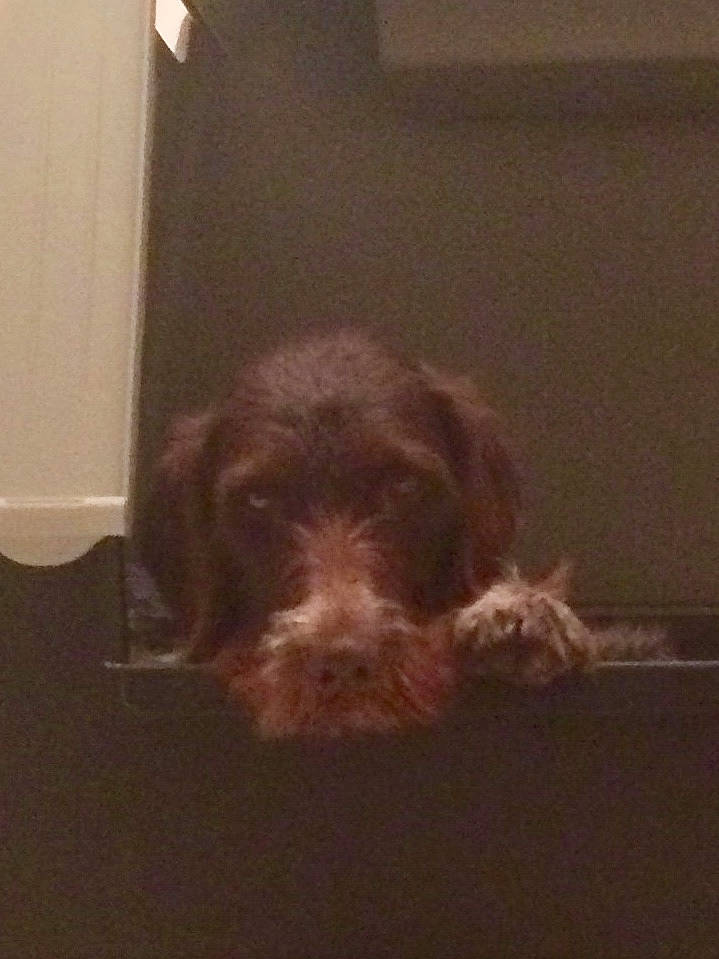 Luckie a rejoint le concours — aidez-le/la à gagner de superbes lots ! canidae, carnivore, cesky_fousek, dog, dog_breed, ear, german_shorthaired_pointer, german_wirehaired_pointer, hunting_dog, liver, mammal, pointer, pointing_breed, pudelpointer, puppy, slovakian_rough_haired_pointer, spinone_italiano, sporting_group, stichelhaar, wirehaired_pointing_griffon