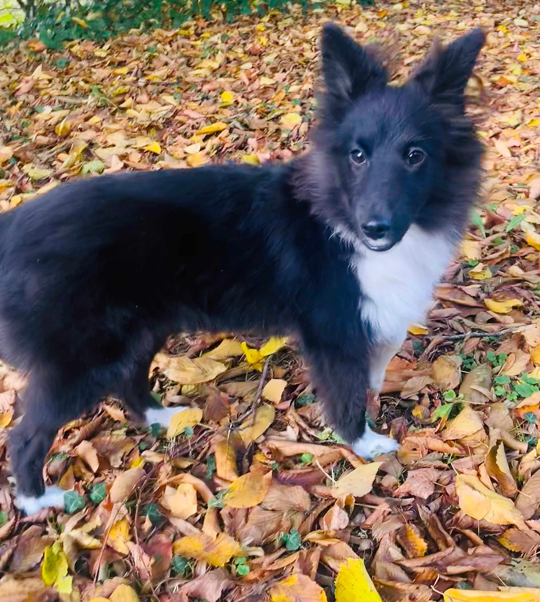 Astra a rejoint le concours — aidez-le/la à gagner de superbes lots ! dog, black_and_white, autumn, leaves, outdoor, pet, animal, forest_floor, fall, curious, ears, fur, nature, canine, walking, young_dog, cute, friendly, mammal, playful