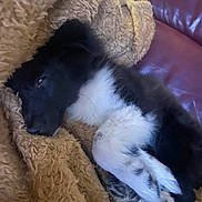 Astra a rejoint le concours — aidez-le/la à gagner de superbes lots ! dog, puppy, black_and_white, sleeping, blanket, cozy, fur, paw, leather_couch, resting, pet, animal, indoor, cute, soft, relaxing, fur_pattern, snuggled, home, comfort