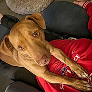 Andy joined the competition — help win amazing prizes! animal, brown_dog, canine, close_up, companion, cozy, cute, dog, dog_bed, friendly, furniture, home, indoor, looking_up, paws, person, pet, red_shirt, relaxed, resting