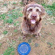 Moose is registered to the contest to win money with this photo: dog, brown_dog, happy, tongue_out, sitting, grass, dirt, outdoor, frisbee, toy, pet, animal, canine, ears, fur, eyes, nose, playful, looking_up, nature