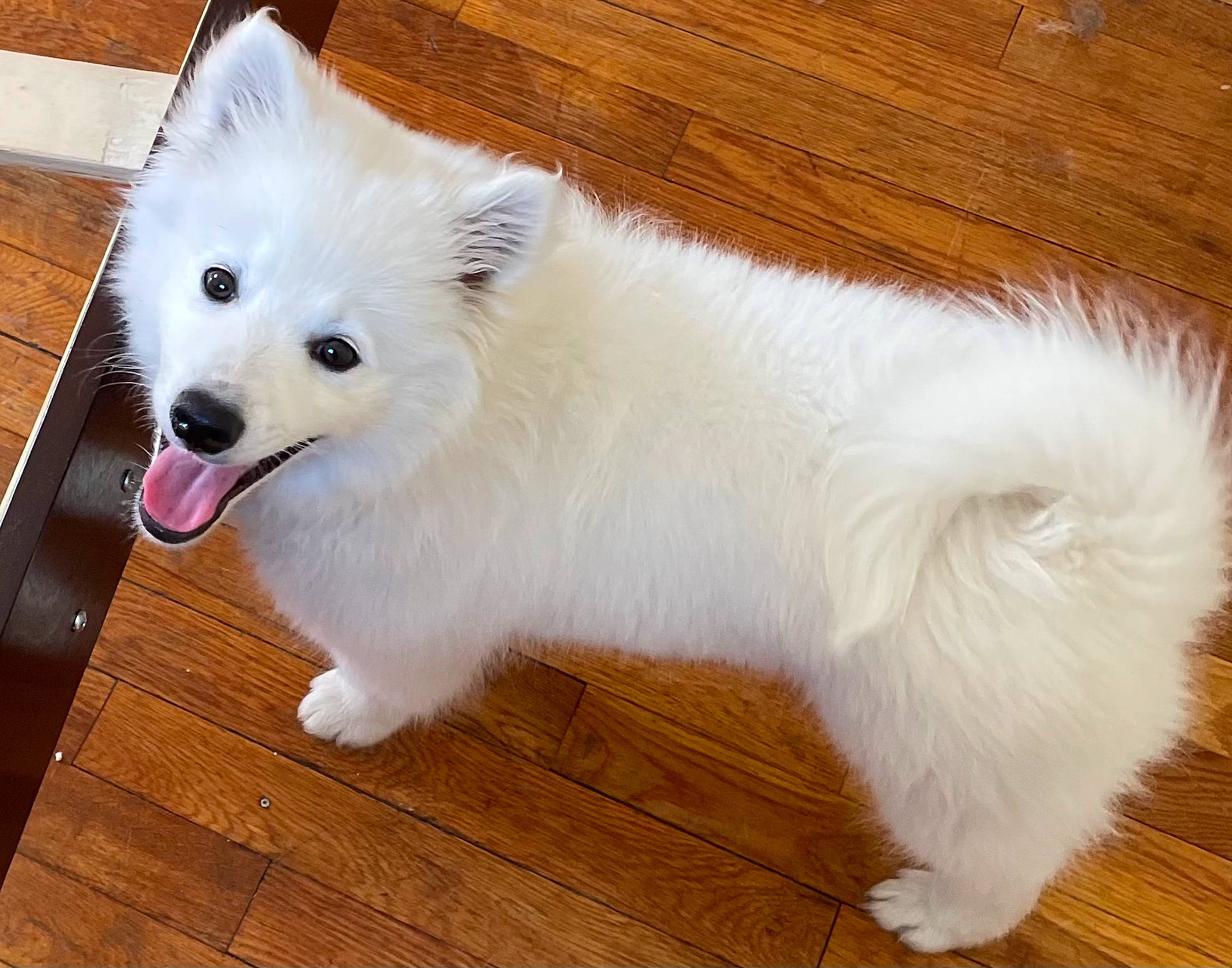 Major joined the competition — help win amazing prizes! canidae, carnivore, companion_dog, dog, dog_breed, flooring, fur, hardwood, japanese_spitz, samoyed, snout, spitz, sporting_group, tail, volpino_italiano, whiskers, wood, wood_flooring, wood_stain, working_animal