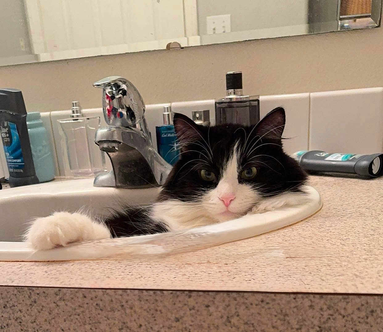 Booty is registered to the contest to win money with this photo: cat, sink, bathroom, countertop, faucet, toiletries, black_and_white, pet, relaxed, indoor, whiskers, pink_nose, fur, paw, mirror, bottle, cleaning_product, reflection, domestic_animal, cute