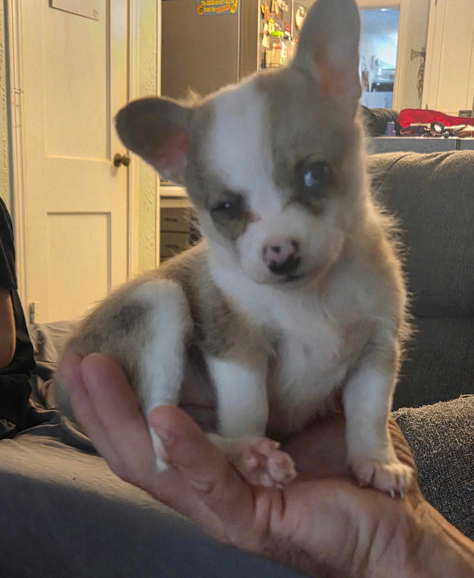 Lola joined the competition — help win amazing prizes! puppy, dog, hand, indoor, living_room, sofa, person, cute, small, pet, animal, furry, brown, white, paw, ears, nose, sitting, cozy, domestic