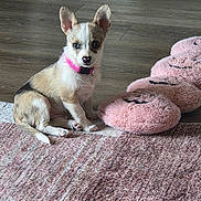 Lola joined the competition — help win amazing prizes! carpet, cute, dog, ears, eyes, floor, hardwood_floor, indoor, looking_at_camera, nose, paws, pet, pink_collar, pink_slippers, plush, puppy, rug, sitting, slippers, small_dog