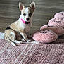 carpet, cute, dog, ears, eyes, floor, hardwood_floor, indoor, looking_at_camera, nose, paws, pet, pink_collar, pink_slippers, plush, puppy, rug, sitting, slippers, small_dog