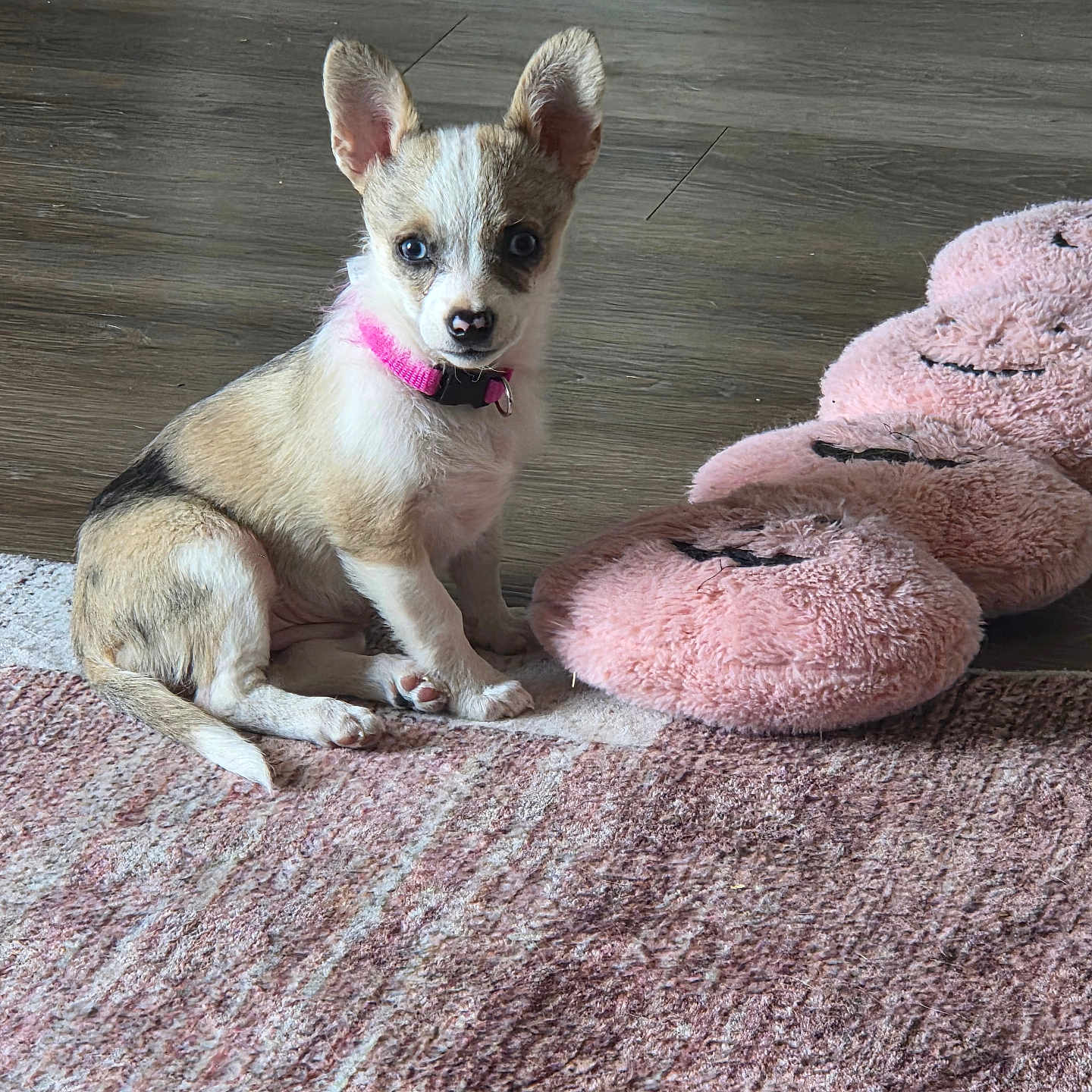 Lola joined the competition — help win amazing prizes! carpet, cute, dog, ears, eyes, floor, hardwood_floor, indoor, looking_at_camera, nose, paws, pet, pink_collar, pink_slippers, plush, puppy, rug, sitting, slippers, small_dog