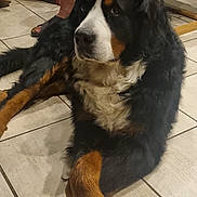 Thanos participe au concours pour gagner de l'argent avec cette photo : bernese_mountain_dog, dog, indoor, floor, tile_floor, pet, animal, large_dog, black_fur, brown_fur, white_fur, lying_down, calm, person_legs, sandals, furniture, home, domestic, companion, relaxed