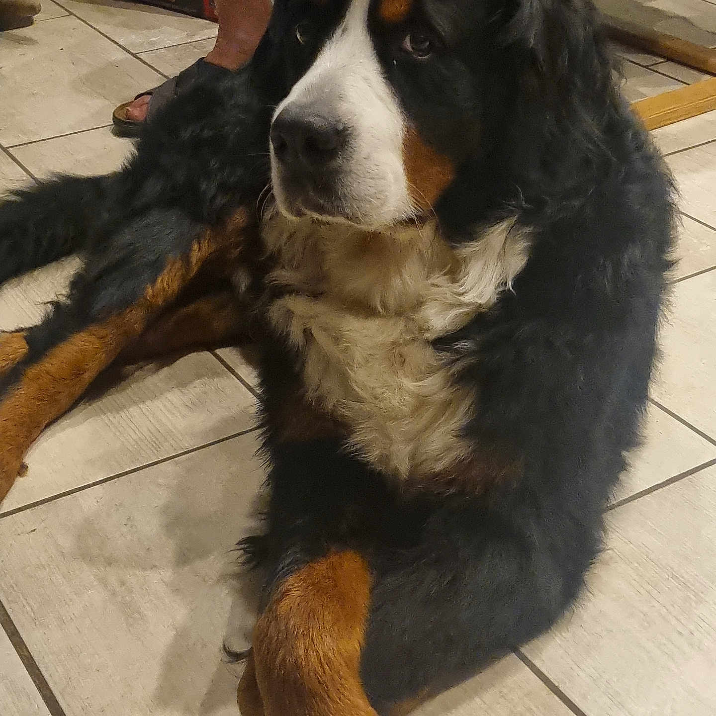 Thanos participe au concours pour gagner de l'argent avec cette photo : animal, bernese_mountain_dog, black_fur, brown_fur, calm, companion, dog, domestic, floor, furniture, home, indoor, large_dog, lying_down, person_legs, pet, relaxed, sandals, tile_floor, white_fur