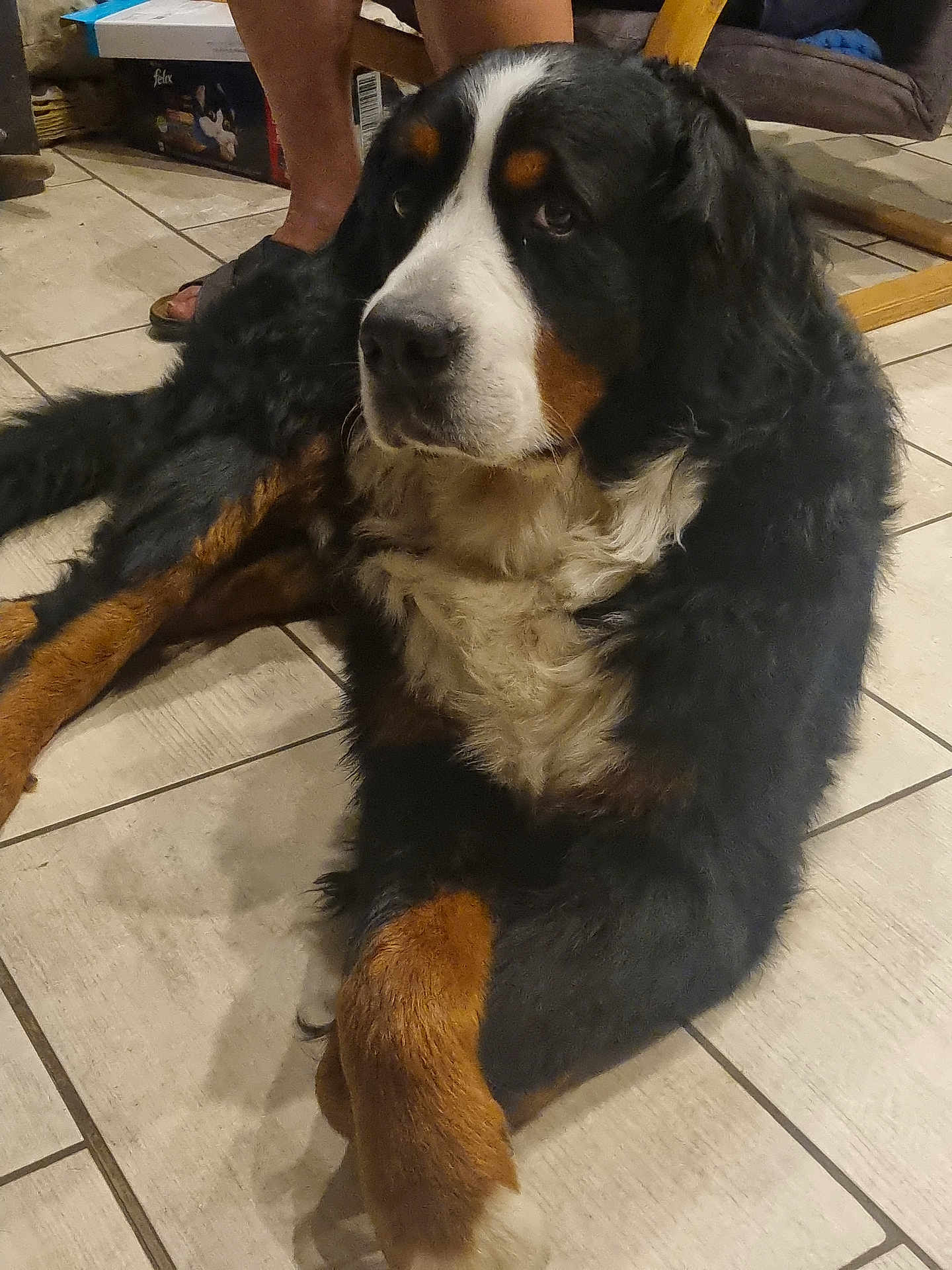 Thanos participe au concours pour gagner de l'argent avec cette photo : bernese_mountain_dog, dog, indoor, floor, tile_floor, pet, animal, large_dog, black_fur, brown_fur, white_fur, lying_down, calm, person_legs, sandals, furniture, home, domestic, companion, relaxed