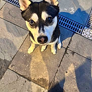 Romolo joined the competition — help win amazing prizes! alert, animal, barefoot, black_and_white, canine, close_up, companion, curious, cute, daylight, dog, ears_up, ground, looking_up, outdoor, pavement, pet, shadow, sidewalk, sitting