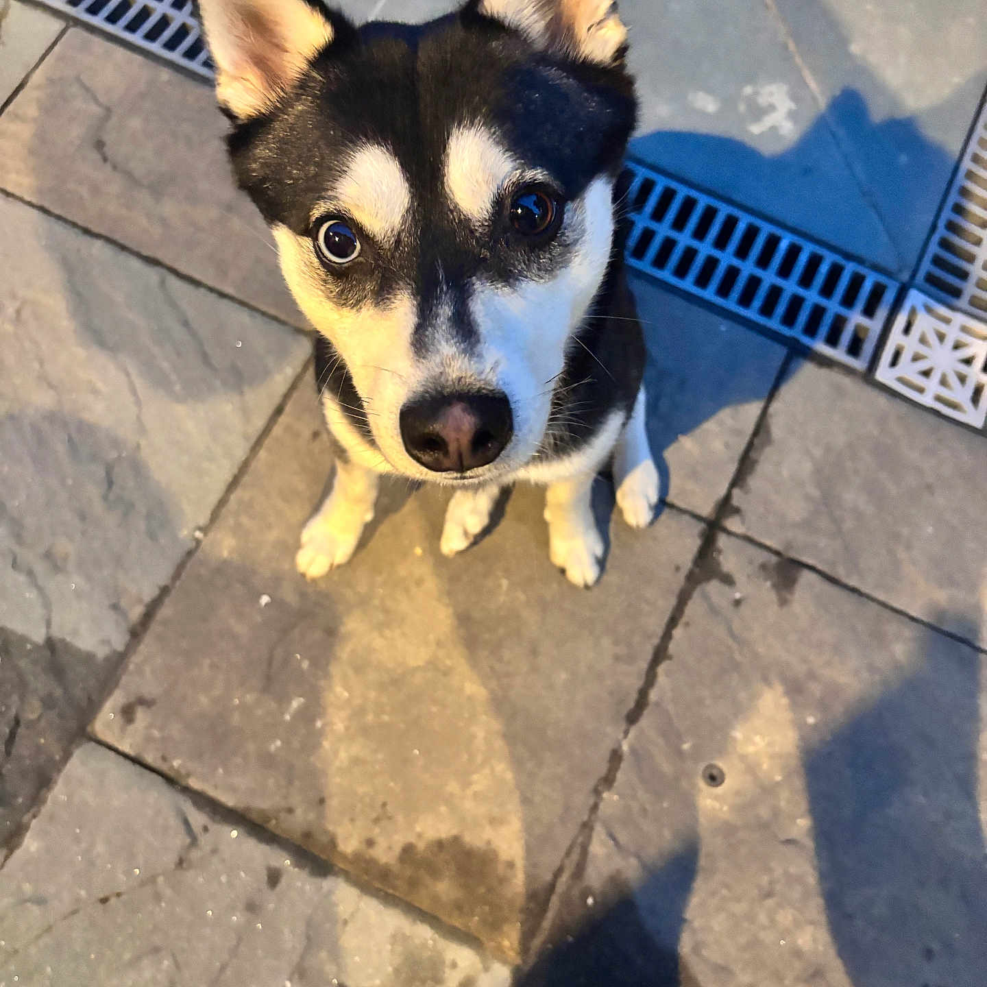 Romolo joined the competition — help win amazing prizes! alert, animal, barefoot, black_and_white, canine, close_up, companion, curious, cute, daylight, dog, ears_up, ground, looking_up, outdoor, pavement, pet, shadow, sidewalk, sitting