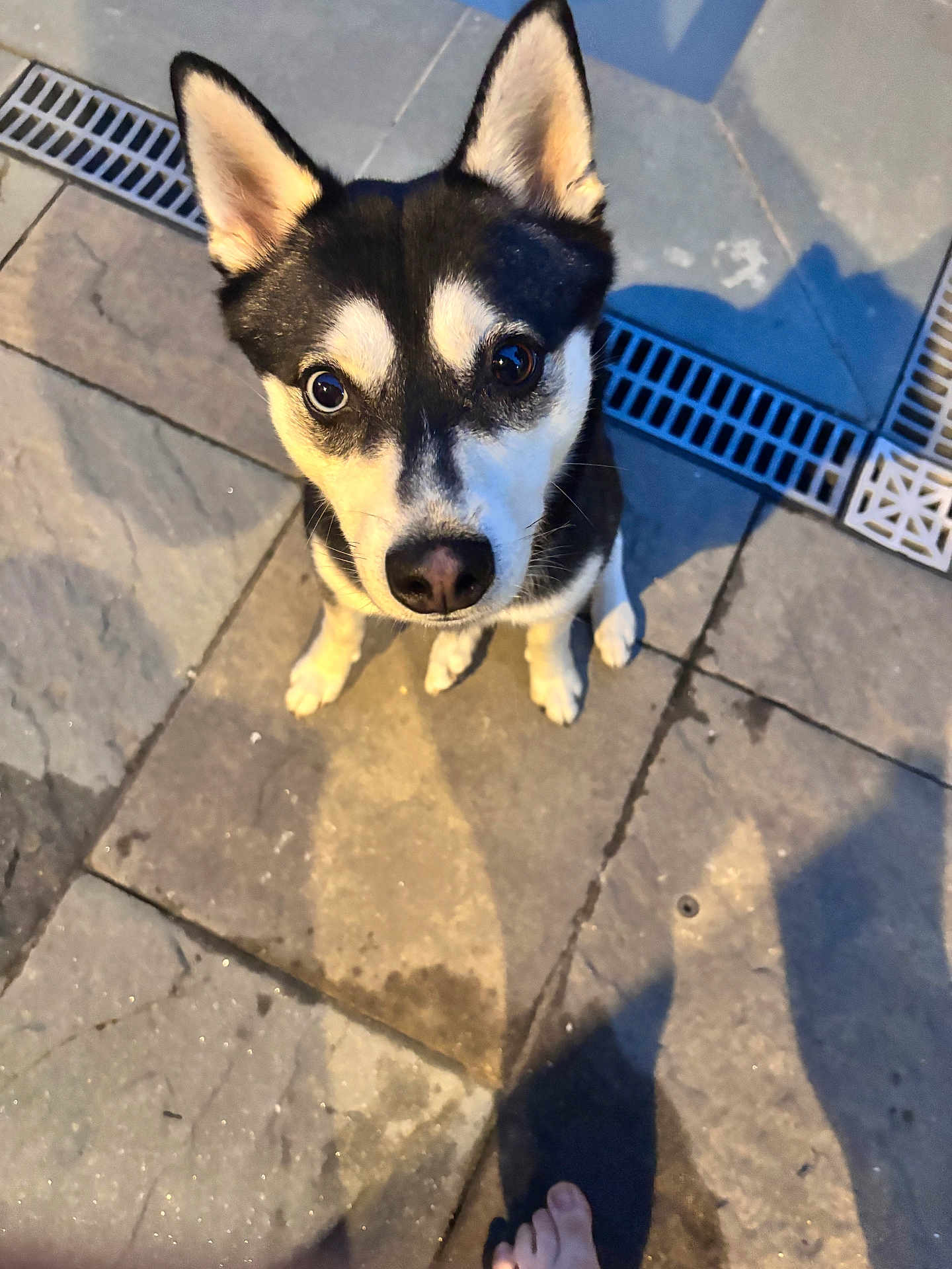 Romolo joined the competition — help win amazing prizes! alert, animal, barefoot, black_and_white, canine, close_up, companion, curious, cute, daylight, dog, ears_up, ground, looking_up, outdoor, pavement, pet, shadow, sidewalk, sitting