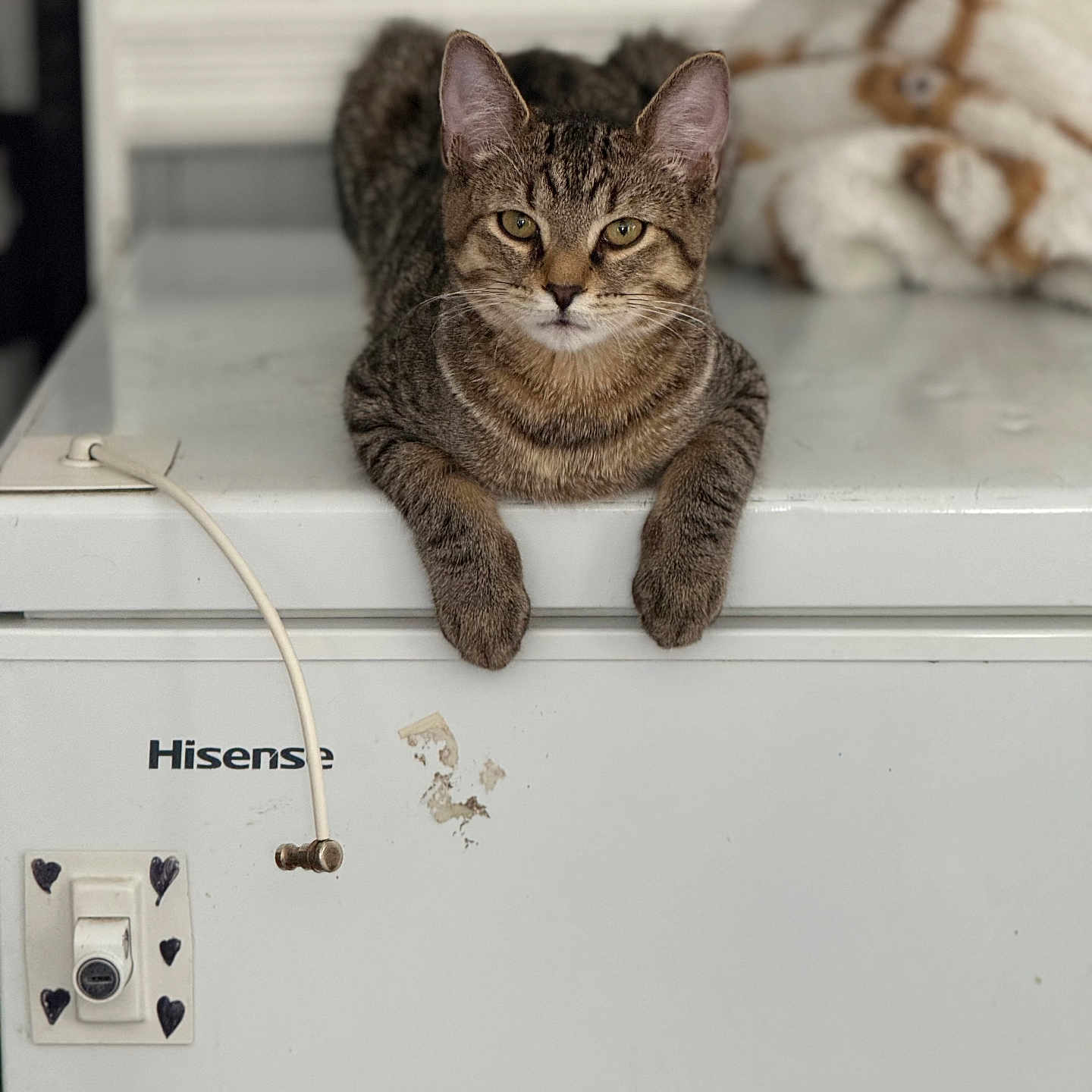 Bean joined the competition — help win amazing prizes! cat, tabby_cat, pet, animal, feline, appliance, white, fur, ears, whiskers, paws, resting, indoor, household, blanket, curious, closeup, portrait, relaxed, furniture