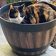 Autumn joined the competition — help win amazing prizes! animal, barrel, bucket, cat, cookware, hardwood, indoors, interiordesign, jar, manx, pet, plant, planter, pot, pottedplant, pottery, stainedwood, tub, vase, wood