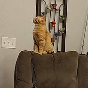 Bobber joined the competition — help win amazing prizes! brown, candle_holder, cat, chair, cozy, curious, cushion, decor, domestic, feline, furniture, home, indoor, light_switch, looking, orange_tabby, pet, relaxed, sitting, wall