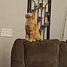 brown, candle_holder, cat, chair, cozy, curious, cushion, decor, domestic, feline, furniture, home, indoor, light_switch, looking, orange_tabby, pet, relaxed, sitting, wall