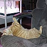 Bobber is registered to the contest to win money with this photo: armchair, cat, comfort, cozy, domestic, feline, gray_furniture, home, indoor, lounging, orange_tabby, pet, plant_shelf, quiet, relaxed, resting, seedling_trays, soft_furniture, upside_down, wires