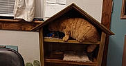 Bobber is registered to the contest to win money with this photo: animal, cactus_scratcher, calendar, carpet, cat, cat_house, cozy, curiosity, curtain, exploring, furniture, home, indoor, indoors, orange_cat, pet, room, shelf, window, wooden_shelf