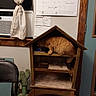 animal, cactus_scratcher, calendar, carpet, cat, cat_house, cozy, curiosity, curtain, exploring, furniture, home, indoor, indoors, orange_cat, pet, room, shelf, window, wooden_shelf