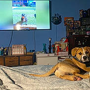 Buddy joined the competition — help win amazing prizes! dog, bed, blanket, television, room, furniture, dresser, toy, collar, indoor, wall, lamp, container, clutter, household_items, floor, curious, pet, looking, resting