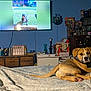 dog, bed, blanket, television, room, furniture, dresser, toy, collar, indoor, wall, lamp, container, clutter, household_items, floor, curious, pet, looking, resting