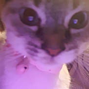Rosalia a rejoint le concours — aidez-le/la à gagner de superbes lots ! cat, close_up, blur, purple_light, pet, animal, fur, whiskers, collar, bell, face, indoor, cute, feline, eyes, nose, soft_light, mystical, portrait, domestic_animal