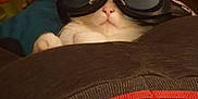 Belzébuth a rejoint le concours — aidez-le/la à gagner de superbes lots ! cat, goggles, indoor, relaxed, person, clothing, pants, stomach, pet, animal, cozy, resting, feline, white_cat, cute, comfort, casual, home, funny, accessory