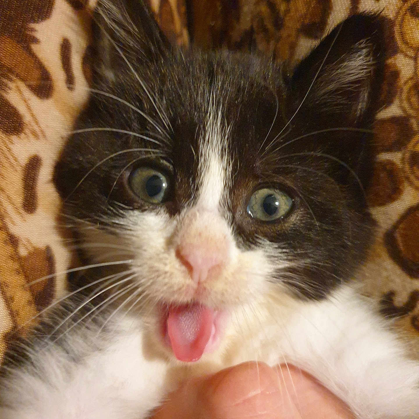 Belzébuth participe au concours pour gagner de l'argent avec cette photo : animal, black_and_white, cat, close_up, cozy, cute, expression, eyes, face, fur, hand, indoor, kitten, mammal, patterned_background, pet, playful, tongue_out, whiskers, young