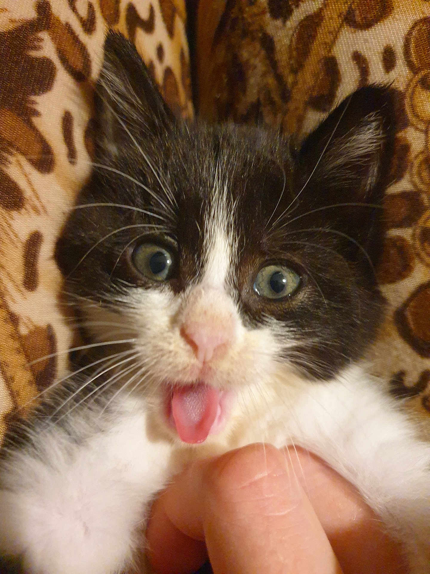 Belzébuth participe au concours pour gagner de l'argent avec cette photo : kitten, cat, black_and_white, tongue_out, close_up, hand, fur, whiskers, eyes, pet, cute, animal, playful, indoor, young, mammal, face, expression, patterned_background, cozy