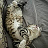 Mitty is registered to the contest to win money with this photo: cat, tabby_cat, sleeping, bed, blanket, fur, whiskers, paw, domestic_cat, striped, relaxed, indoor, pet, cute, animal, feline, resting, cozy, soft, lying_down