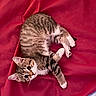 Mitty is registered to the contest to win money with this photo: cat, kitten, tabby, animal, pet, feline, cute, lying_down, red_blanket, fur, whiskers, ears, paws, indoor, cozy, young_animal, looking_at_camera, striped, small, resting