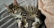 Mitty is registered to the contest to win money with this photo: kitten, cat, bed, blanket, feline, pet, indoor, sleepy, tabby, paw, fur, resting, cozy, foot, gray_sheet, pink_blanket, cute, animal, domestic_cat, relaxing