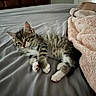 kitten, cat, bed, blanket, feline, pet, indoor, sleepy, tabby, paw, fur, resting, cozy, foot, gray_sheet, pink_blanket, cute, animal, domestic_cat, relaxing
