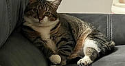 Noosh joined the competition — help win amazing prizes! cat, tabby_cat, indoor, couch, gray_couch, relaxed, pet, feline, animal, fur, whiskers, paws, seated, resting, looking, comfortable, home, living_room, domestic_cat, cute
