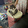 Noosh joined the competition — help win amazing prizes! cat, tabby_cat, high_chair, child, child_dress, toy, living_room, carpet, colorful, hand, floor, play, furniture, pet, indoor, cute, animal, relaxed, pink, patterned_clothing
