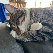 Noosh is registered to the contest to win money with this photo: cat, tabby, sleeping, curled_up, paws, fur, indoor, couch, leather, closeup, pet, animal, resting, cozy, feline, whiskers, nose, ear, background, blur