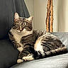 Noosh joined the competition — help win amazing prizes! cat, tabby, pet, animal, feline, couch, indoor, plant, greenery, relaxed, fur, whiskers, ears, eyes, tail, paws, gray, comfortable, home, cozy