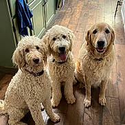 Scruffy-Sofi-sage joined the competition — help win amazing prizes! cabinet, collar, dog, dog_bowl, dogs, fluffy, golden_retriever, goldendoodle, group, hardwood_floor, indoor, kitchen, looking_at_camera, pet, puppy, sitting, tongue_out, towel, trio, waiting