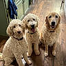 cabinet, collar, dog, dog_bowl, dogs, fluffy, golden_retriever, goldendoodle, group, hardwood_floor, indoor, kitchen, looking_at_camera, pet, puppy, sitting, tongue_out, towel, trio, waiting