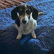 Squeaky is registered to the contest to win money with this photo: dog, dachshund, pet, animal, bed, blanket, quilt, blue, brown, indoor, fur, ears, snout, toy, plush, cozy, cute, companion, looking, sitting