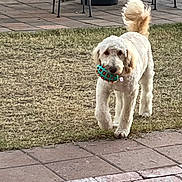 Sofi is registered to the contest to win money with this photo: animal, backyard, canine, chair, cute, daylight, dog, domestic_animal, fun, fur, grass, happy, mammal, outdoor, patio, pet, playing, tail, toy, walking