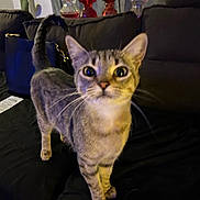 Luna is registered to the contest to win money with this photo: cat, tabby, indoor, curious, furniture, lamp, couch, pet, whiskers, tail, face, animal, household, cozy, domestic, blurred_background, striped, cute, eyes, standing