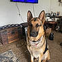 animal, bandana, blanket, canine, carpet, dog, furniture, german_shepherd, indoor, living_room, paper_bag, pet, picture_frames, power_cord, rug, sitting, television, trunk, wall_decor, wooden_table