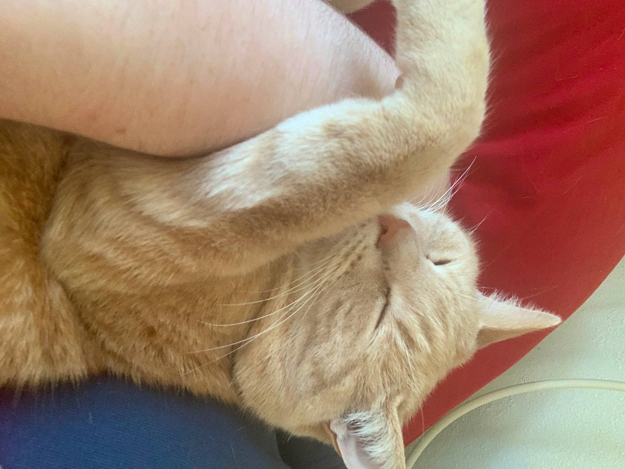 Aurora is registered to the contest to win money with this photo: carnivore, cat, claw, comfort, ear, fawn, felidae, flooring, foot, fur, gesture, human_leg, nail, paw, small_to_medium_sized_cats, snout, tail, toe, whiskers