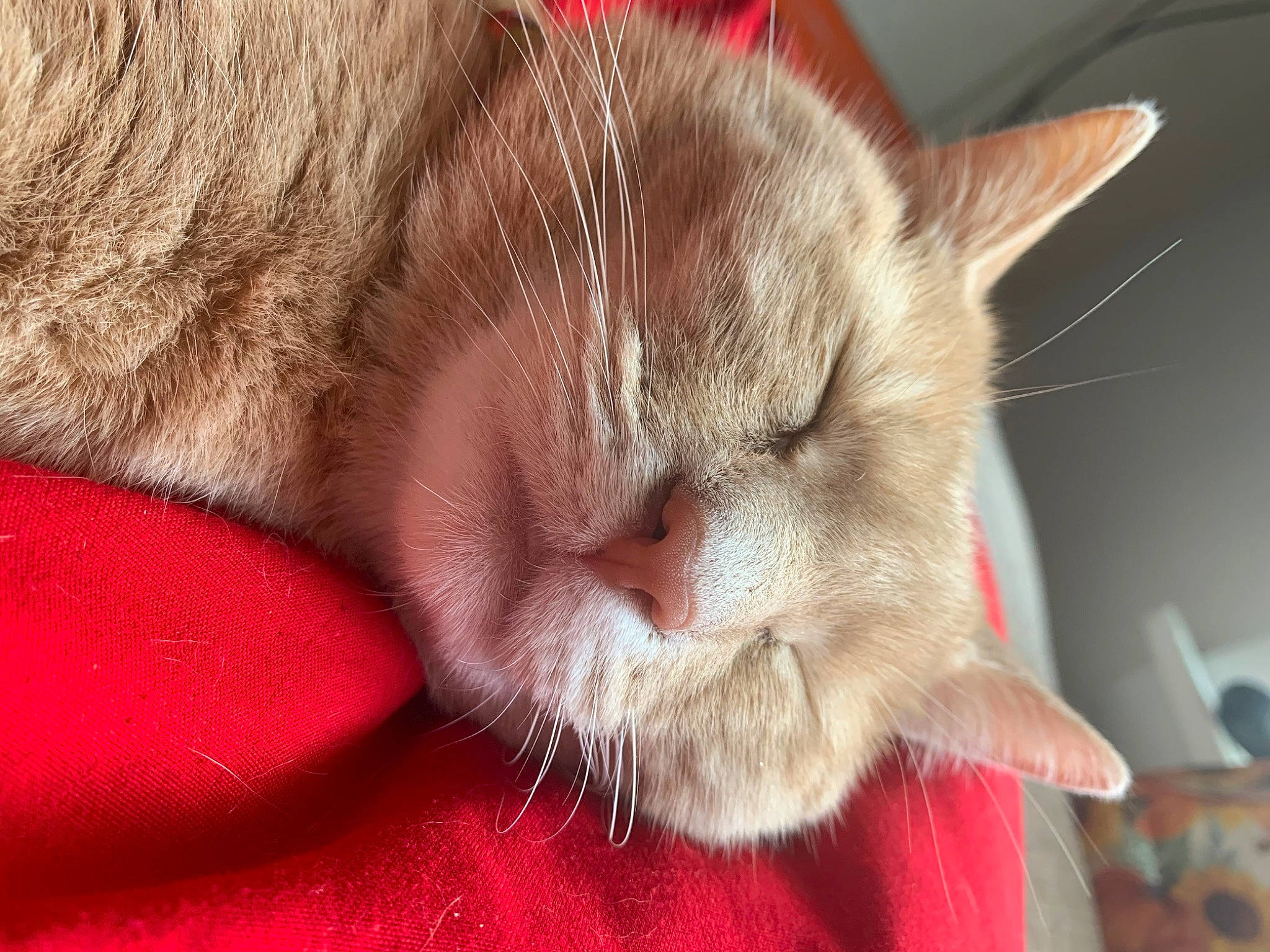 Aurora is registered to the contest to win money with this photo: carnivore, cat, cat_supply, claw, close_up, comfort, domestic_short_haired_cat, felidae, fur, nap, paw, small_to_medium_sized_cats, snout, tail, whiskers