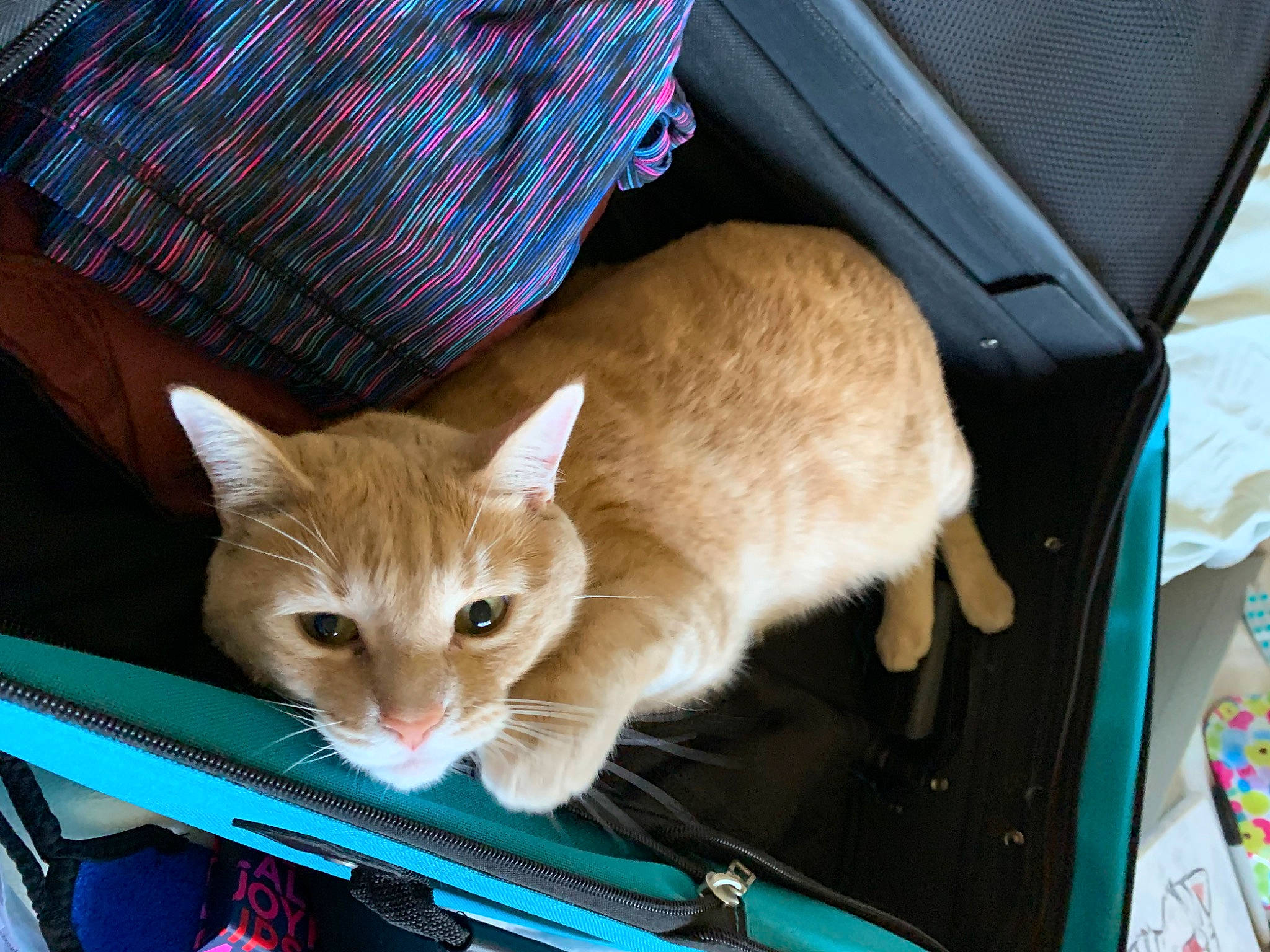 Aurora is registered to the contest to win money with this photo: automotive_exterior, bag, blue, box, carnivore, cat, comfort, domestic_short_haired_cat, fawn, felidae, fur, hood, lap, luggage_and_bags, small_to_medium_sized_cats, tail, tartan, vehicle_door, whiskers, windshield