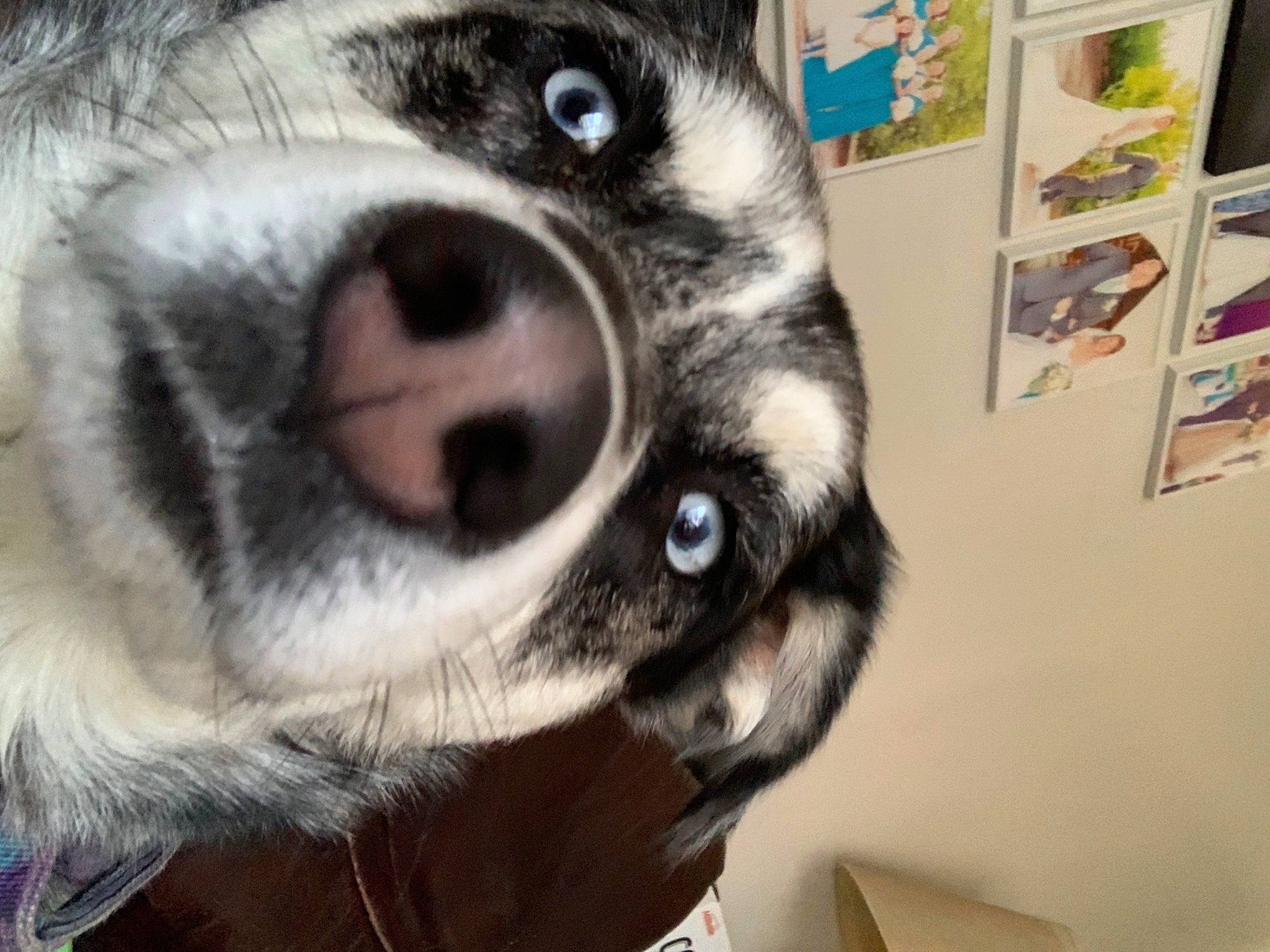 Cookie joined the competition — help win amazing prizes! canidae, carnivore, companion_dog, dog, dog_breed, ear, eyelash, fur, non_sporting_group, paw, picture_frame, siberian_husky, snout, sporting_group, terrestrial_animal, whiskers, wildlife, working_animal, working_dog