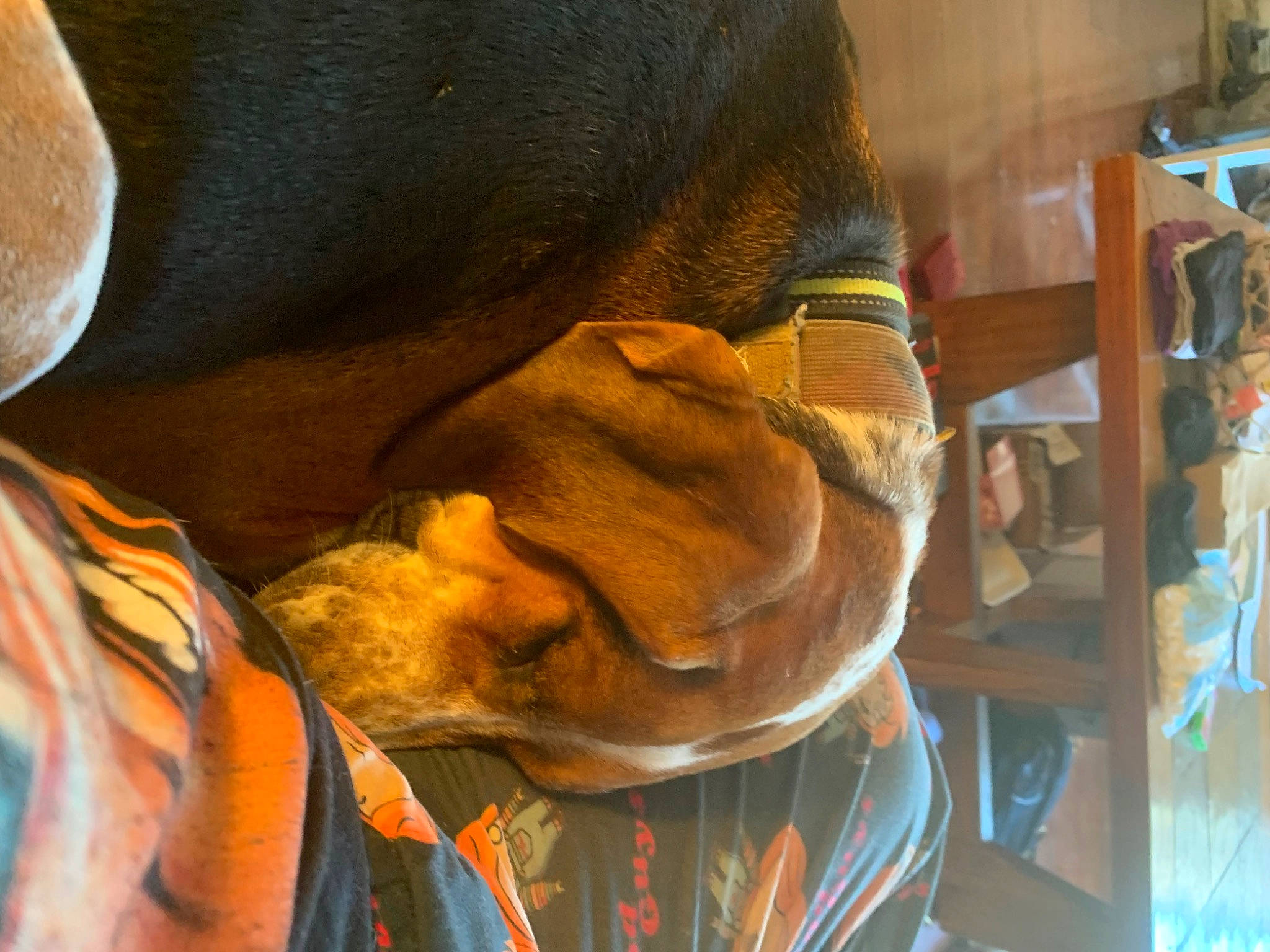 Cooper is registered to the contest to win money with this photo: canidae, carnivore, comfort, companion_dog, dog, dog_breed, ear, fawn, guard_dog, hat, nap, personal_protective_equipment, sleep, snout, sporting_group, working_animal, wrinkle